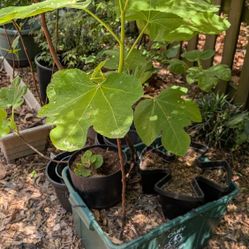 Fig Tree Saplings