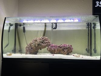 Saltwater Fish Tank