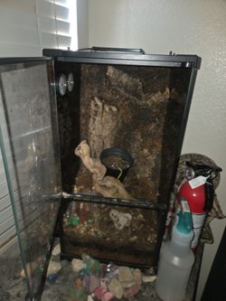Gecko terrarium