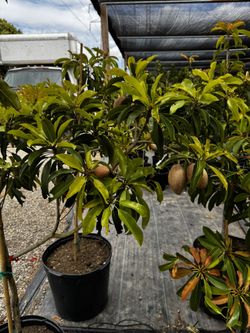 Chico/ Sapodilla/ Sapoche Has Fruit 5-6ft 