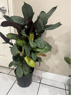 Calathea