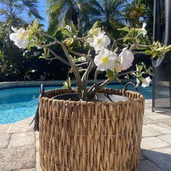 Extra Large Wicker Basket