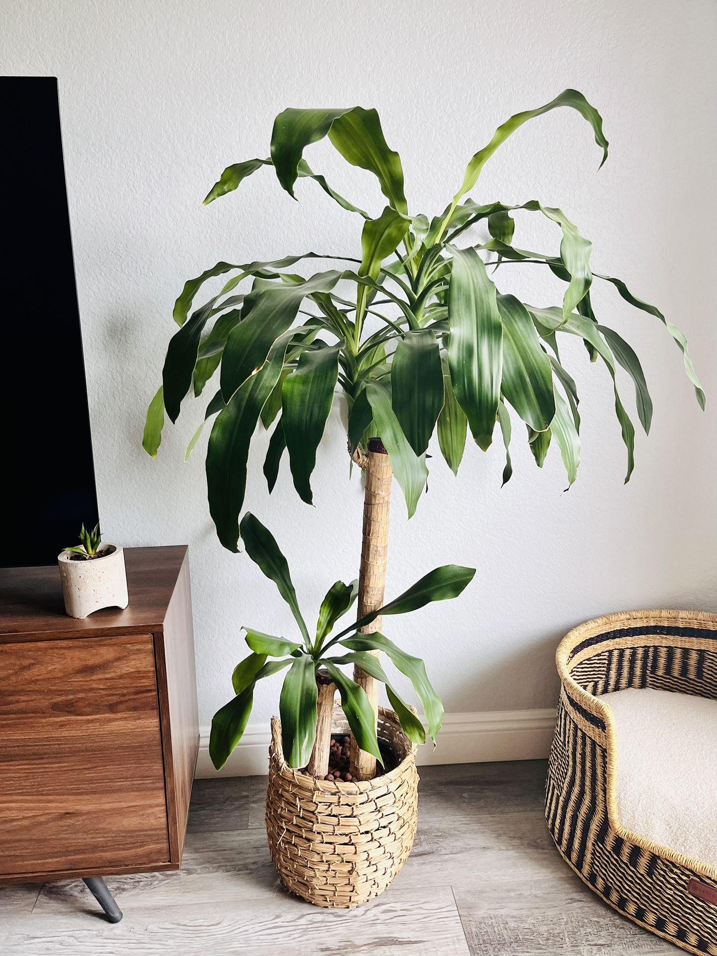 Tall Plant 