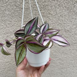Beautiful Tradescantia Zebrina Quadricolor Plant With Hanging Pot