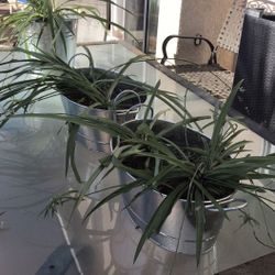 Spider Plants