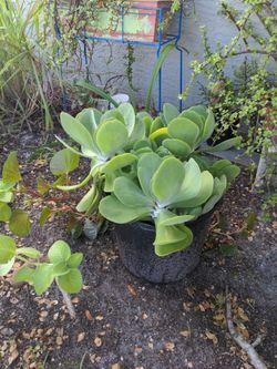Succulents