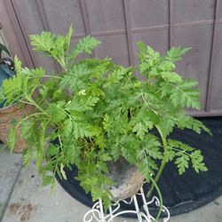 planta de artamisa