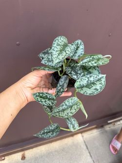 4” scindapsus silver lady