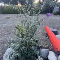 Butterfly Bush 