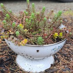 Cute Colander With Succulent Plant