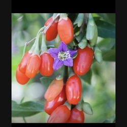 Wolfberry Berry Goji Berry Seedling Live Plant Tree (Lycium barbarum) - Lycium 1 Gallon 2ft Tall