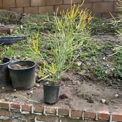 Stick On Fire Plant 1 Gallon 