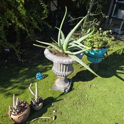 Large Aloevera In 3ft Tall Urn