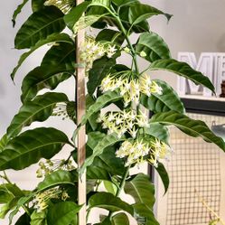 Hoya Multiflora With Two Peduncles 