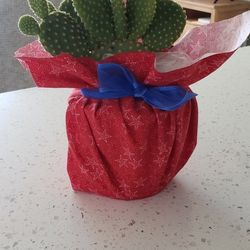 Bunny Ears Cactus 