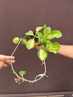 4” variegated hoya obovata