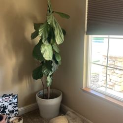 Fiddle leaf Plant  No Pot