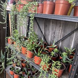 Cactus and Succulent’s 🌵