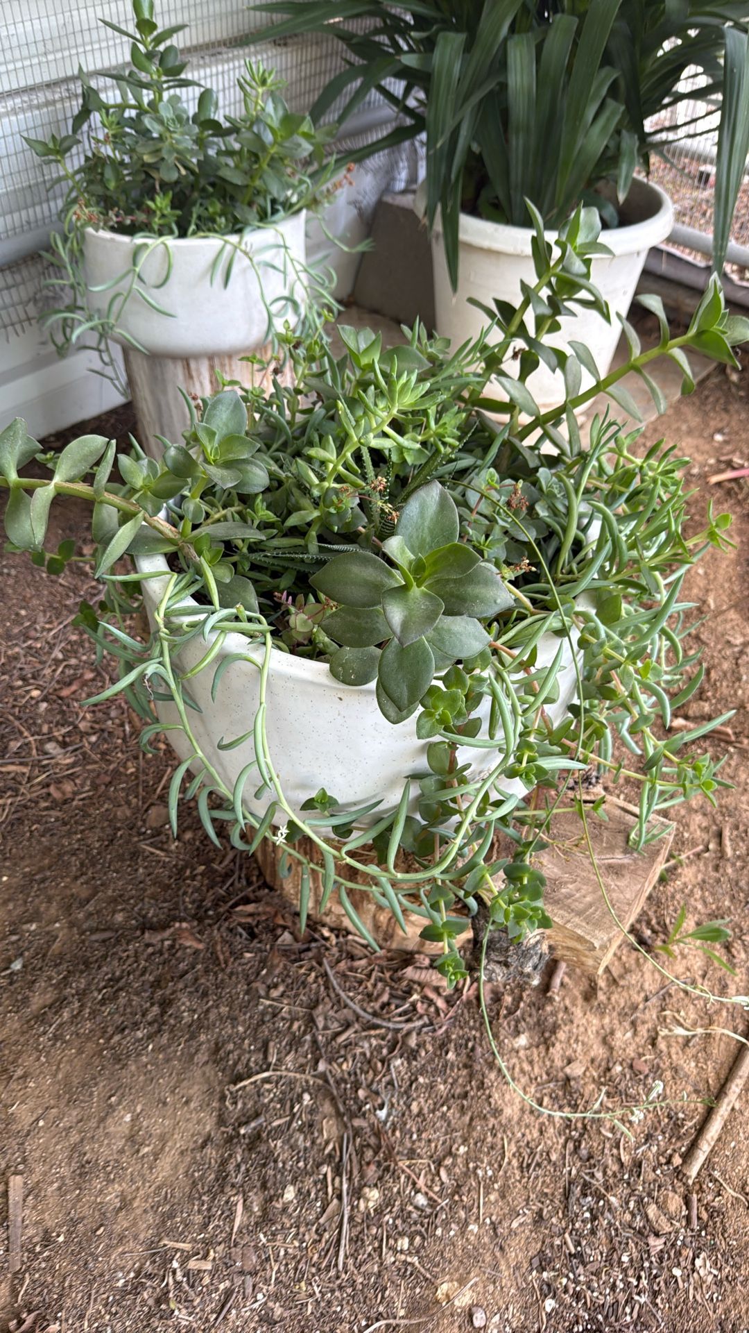 Plants