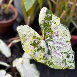 Green/pink Transparent Caladiums