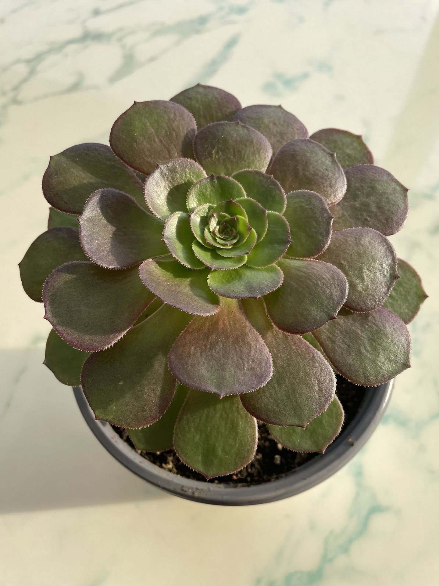Aeonium 'Blushing Beauty' Blushing Aeonium (LIFE SUCCULENT - CACTUS)