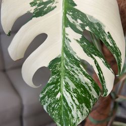 Monstera Albo****IF LISTED ITS AVAILABLE****