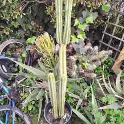 San Pedro Cactus Plant