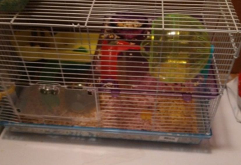 Hamsters And Cage