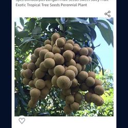 Longan Dragon Eye Long Nhan Starter Plant In 3 Gallon Pot