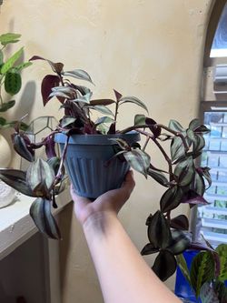 Tradescantia zebrina ( inch plant)