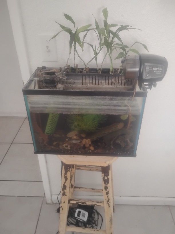 Fishtank