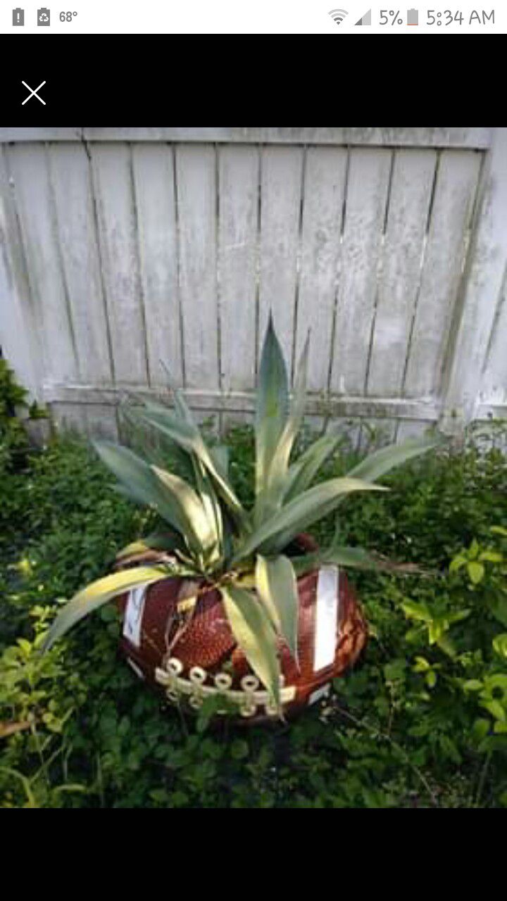 3 foot tall Agave plant with babies in Football planter