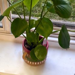 Real Live Monstera Plant in Decorative Pot