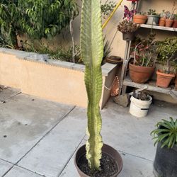 Variegated African Candelabra Cactus Plant