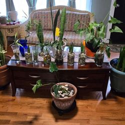 Plants For SALE