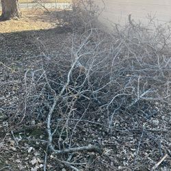 Free Wood
