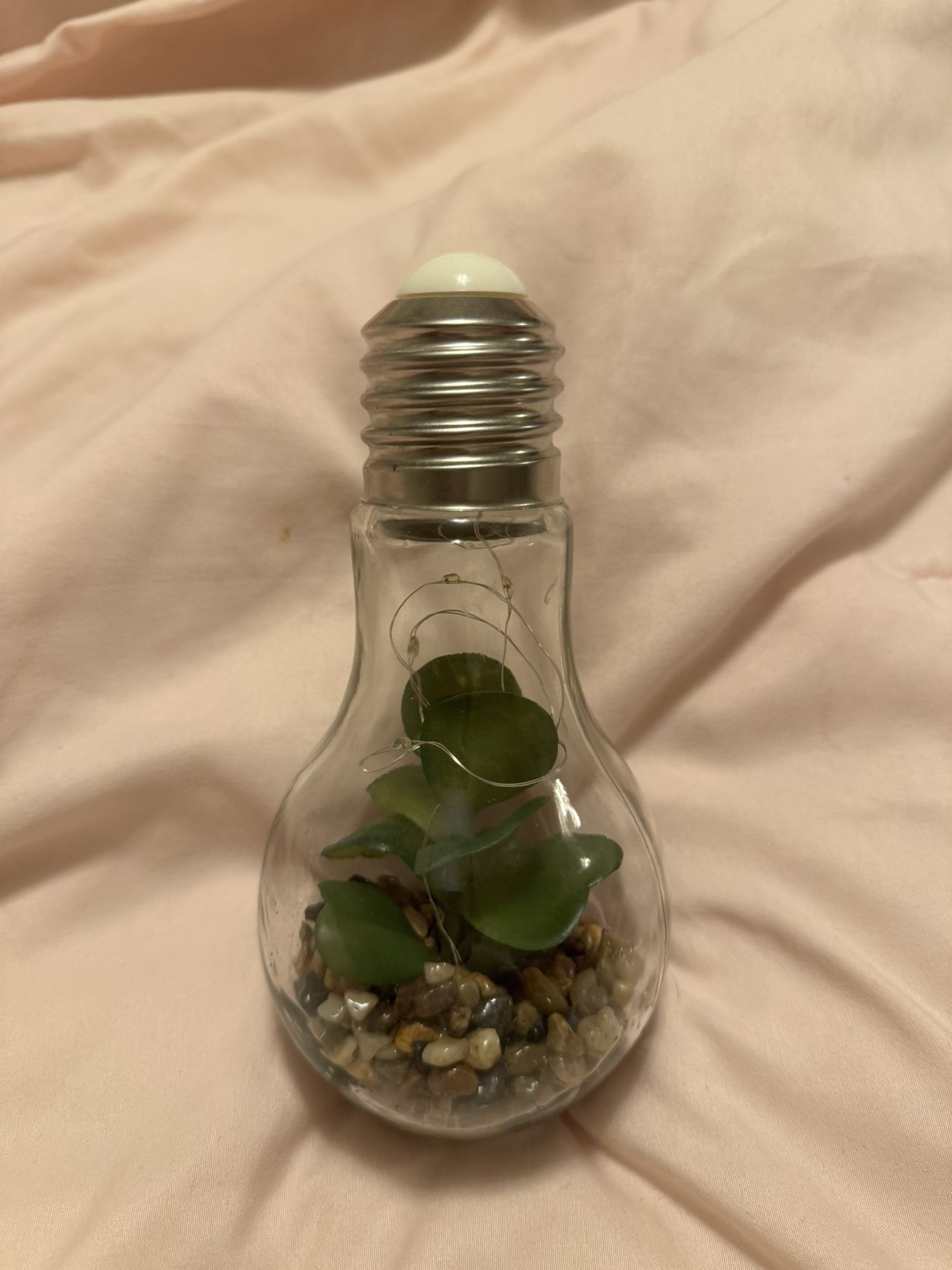 succulent plant light 
