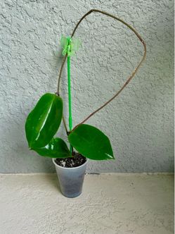 Hoya  surigaoensis plant