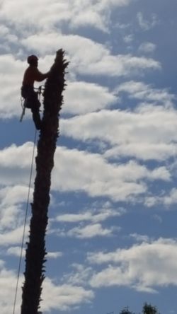 Removed tree men trees