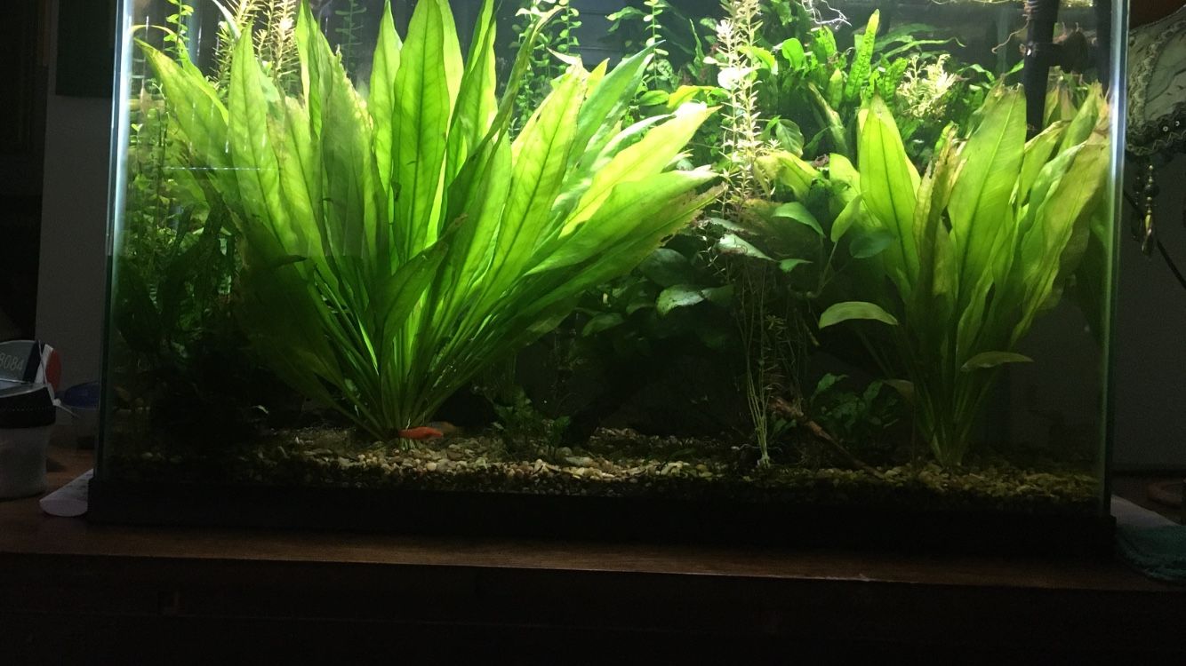 Big Amazon Swords Plants For 30 Or 50 Gal Tank