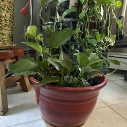 Pathos  Plant With Red Resin Planter 