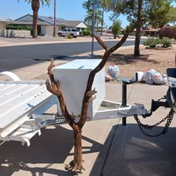 SAGUARO AND CHOLLA SKELETONS