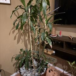 6ft Corn Plant. 