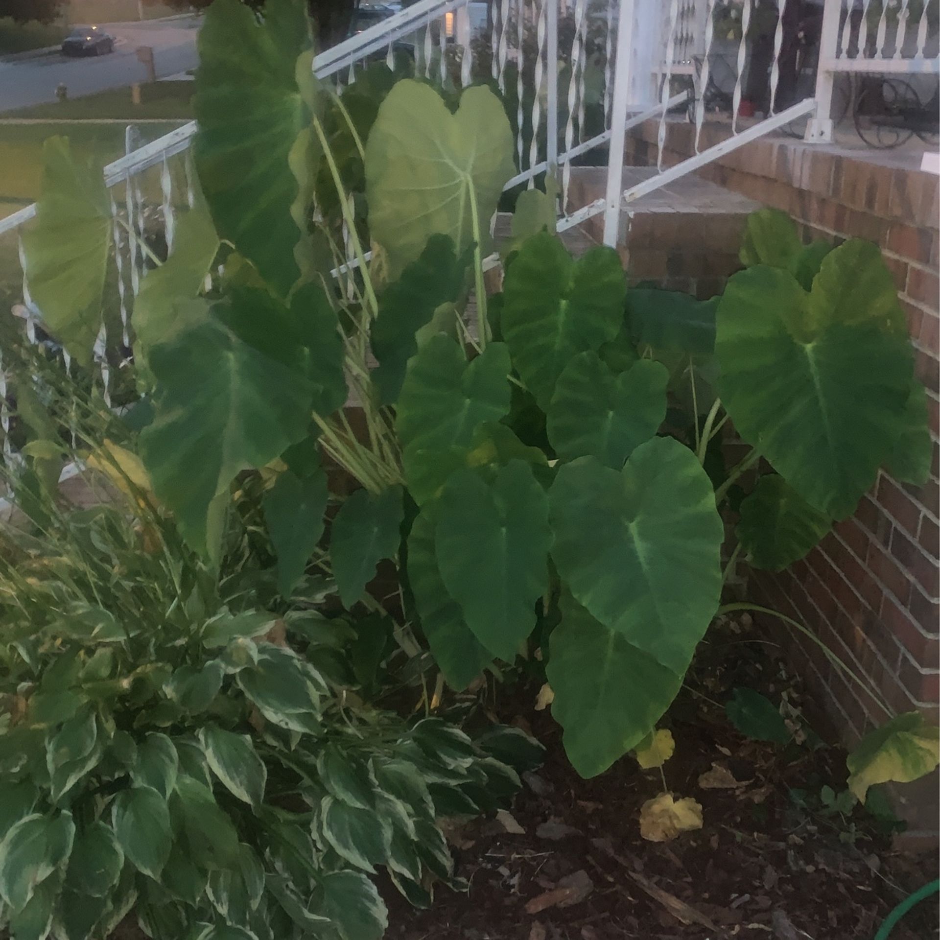 Giant Elephant Ear Plants For Sale for Sale in Greensboro, NC OfferUp