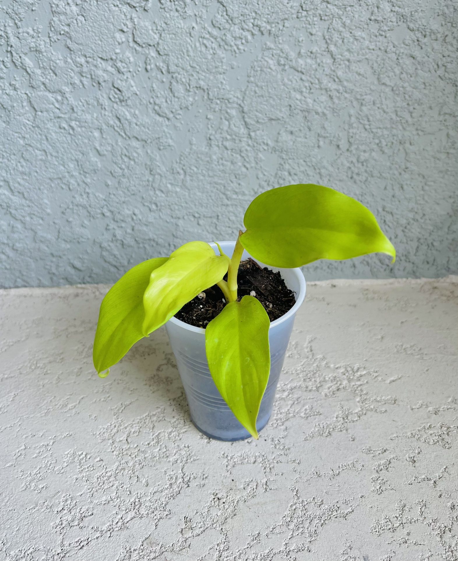 Philodendron Golden Plant 