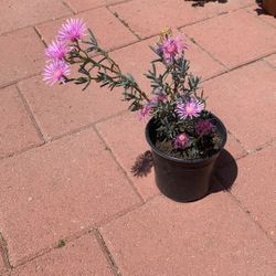 Flowers In Medium Pot 