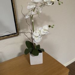 Orchid Decor 