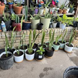 Plants For Sale 