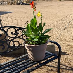 Canna Lily Flowers Plant 