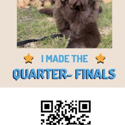 Americas Favorite Pet!